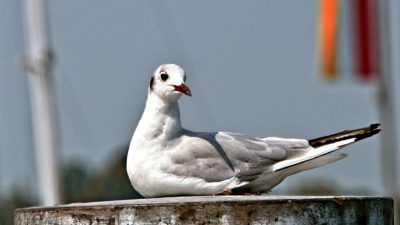 En gråspräcklig fiskmås sitter och vilar med huvudet på sned.