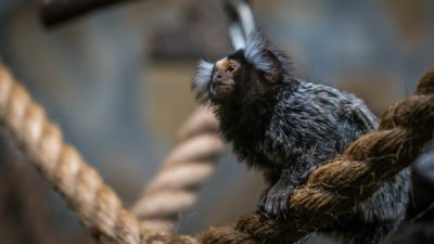 En dvärgsilkesapa sitter på ett rep