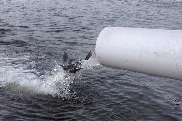 Laxen Kapten Krok släpps ut.