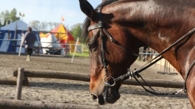 En hästs huvud syns på bilden