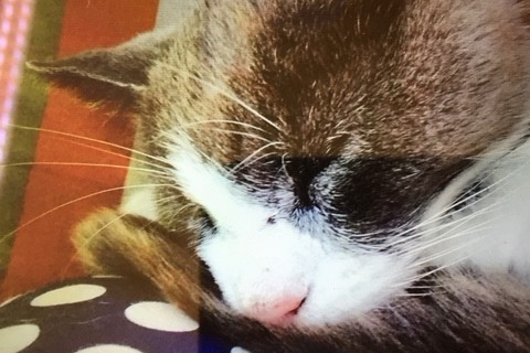 Foto på Theas katt.