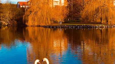 Två svanar nära varandra i en damm i en park