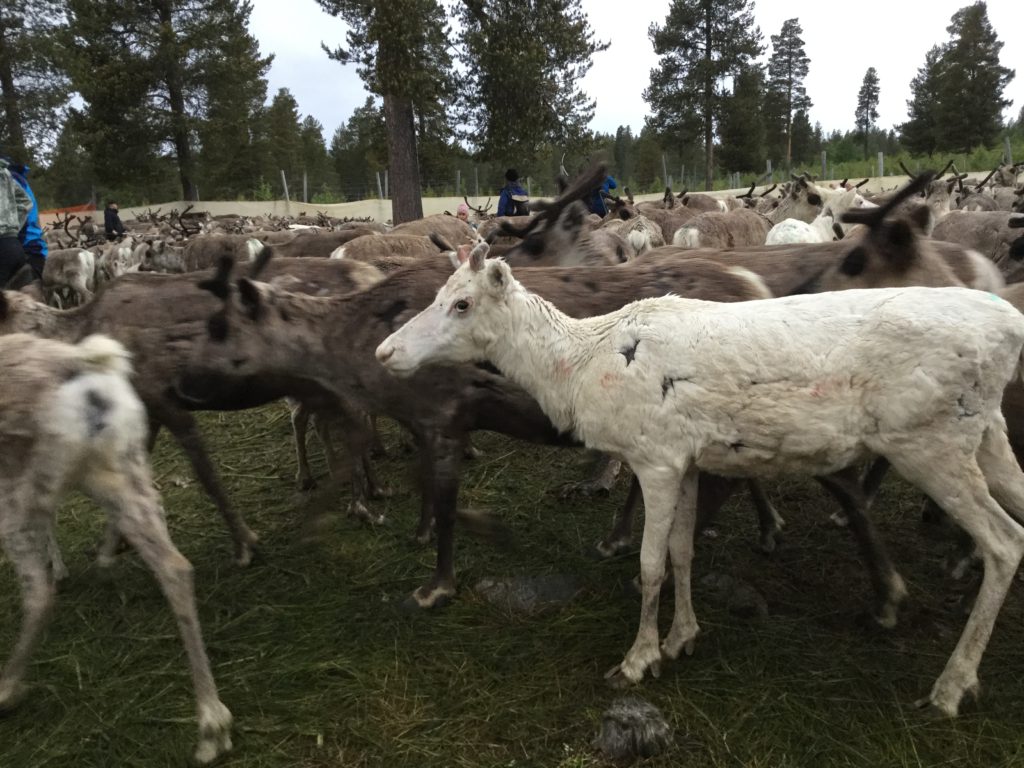 En vit ren står bland massor andra bruna renar.