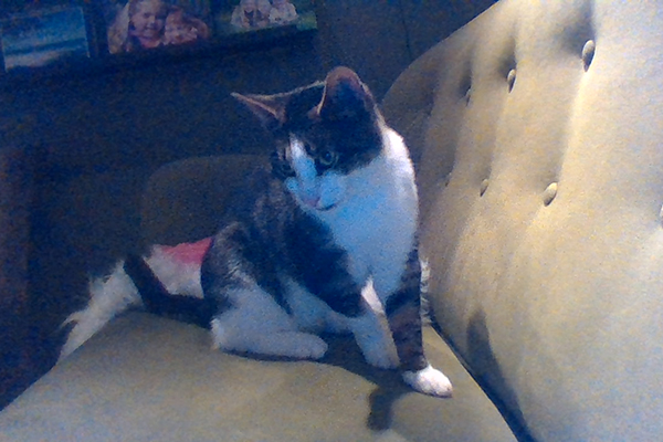 Foto på hittekatten när hen ligger i en soffa.