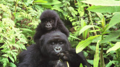 Bergsgorillor.