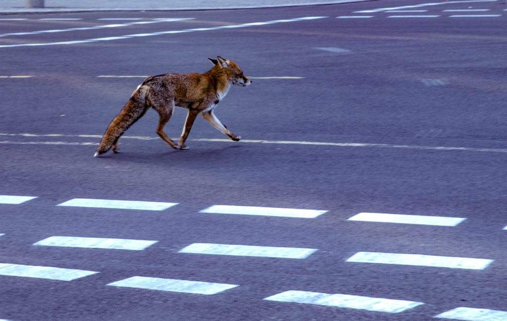 En räv går på gatan