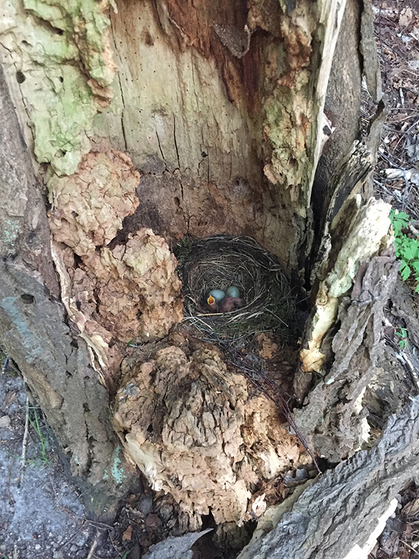 Ett fågelbo med turkosa ägg och några nykläckta ungar. Inuti ett träd.