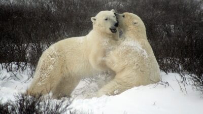 isbjörnar kan komma att försvinna