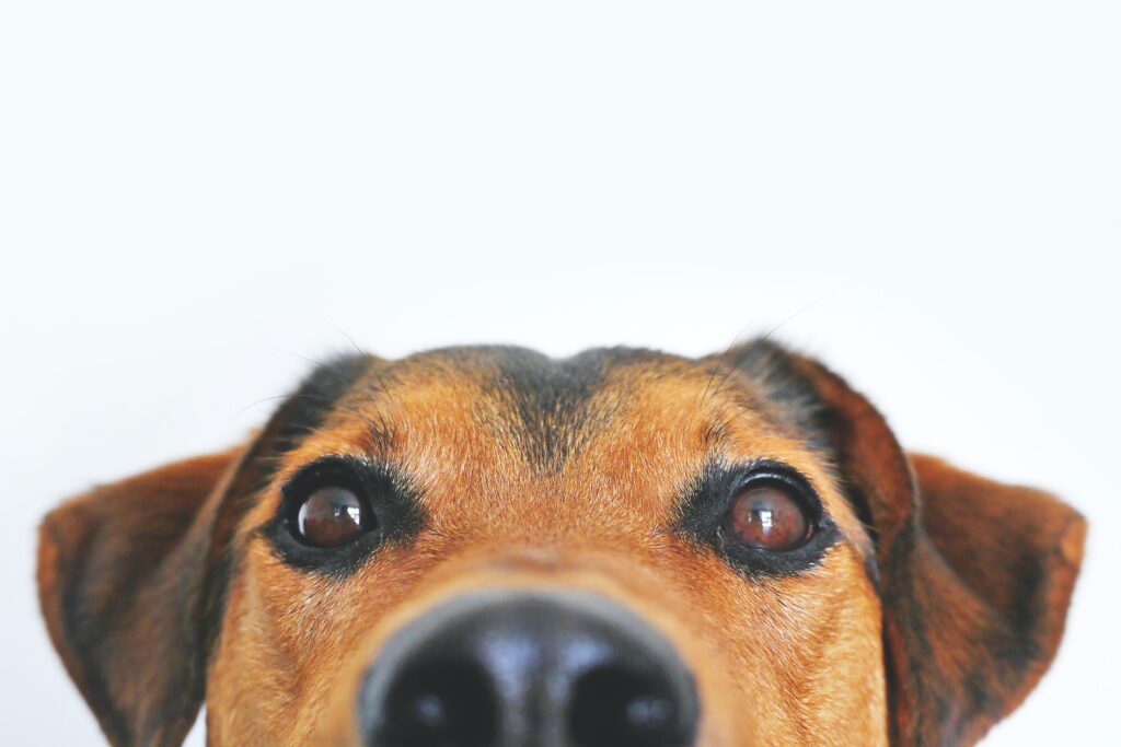 En hund