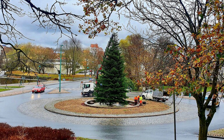 En stor grön gran i mitten av en rondell i Ronneby.
