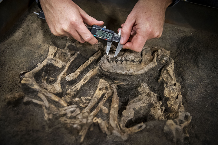 Ett hundskelett som mäts med en liten mätsticka.
