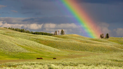 En regnbåge som syns över gröna kullar.