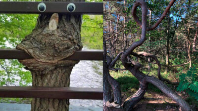 Knasigaste träden har utsetts.