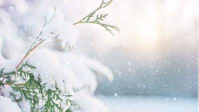 En gren med snö på