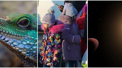 Ett kollage på veckans nyheter