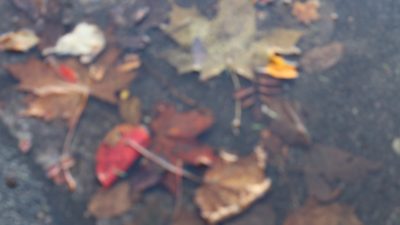 Höstlöv i en vattenpöl.