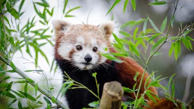 En röd panda som sitter uppe i ett träd